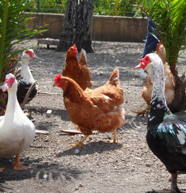 Foto di galline e anatre nell'aia della fattoria didattica Alpega.